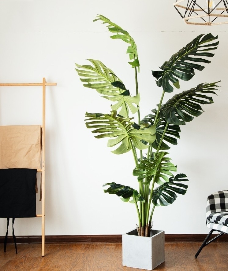Cây Monstera Tropical với vẻ đẹp và sức sống mạnh mẽ
