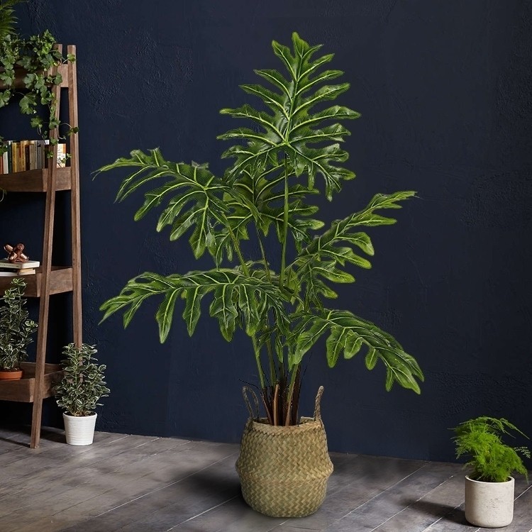 Cây Monstera Young Melody với vẻ đẹp rực rỡ