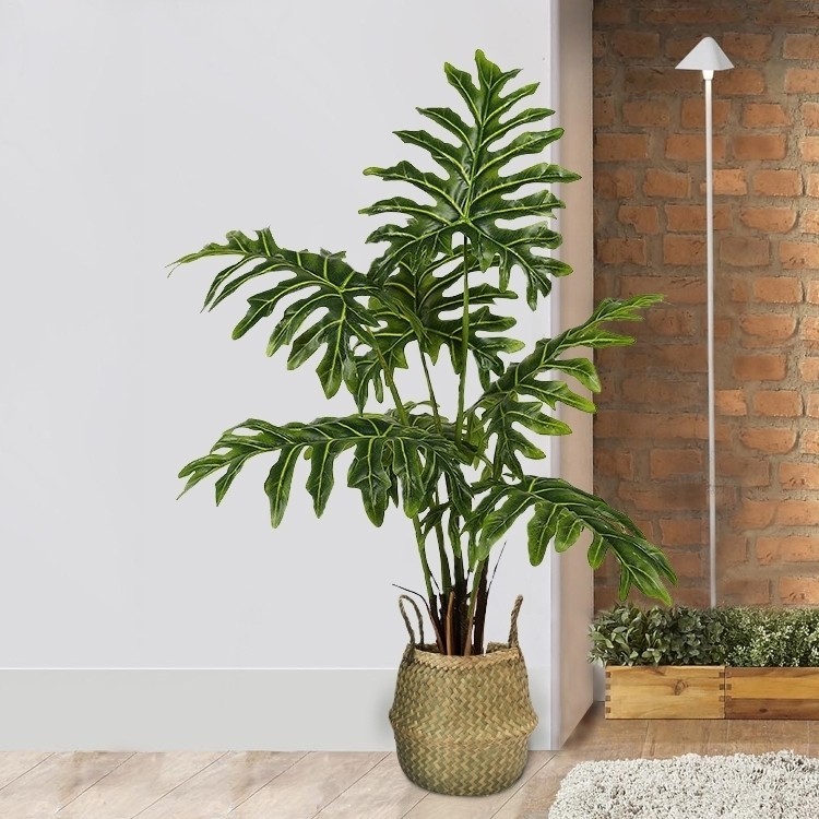Mang vẻ đẹp của sức sống và tuổi trẻ. Loại cây Monstera Young Melody là đại diện của sức thanh xuân tươi trẻ và mãnh liệt
