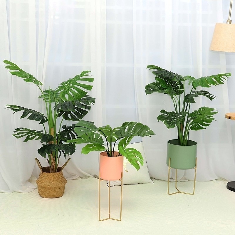 Trang trí không gian đẹp với mẫu cây trầu bà lá xẻ (monstera)