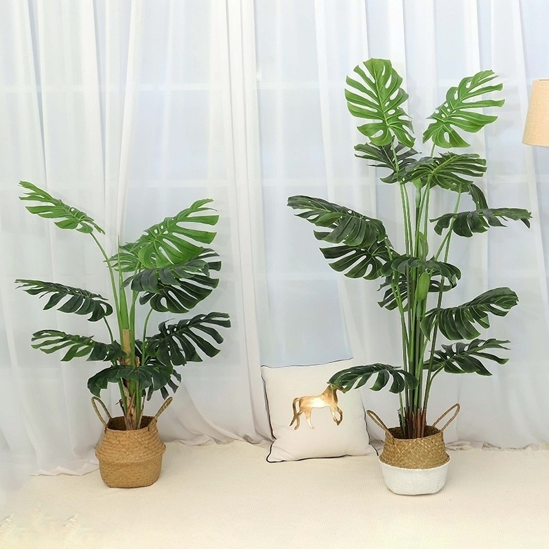 Trang trí không gian đẹp với mẫu cây trầu bà lá xẻ (monstera)