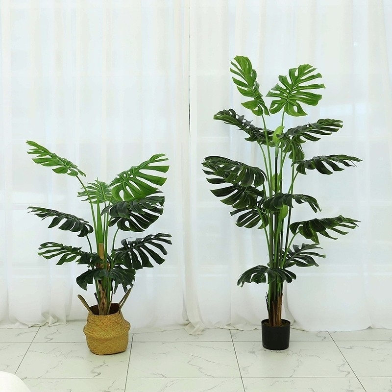 Trang trí không gian đẹp với mẫu cây trầu bà lá xẻ (monstera)
