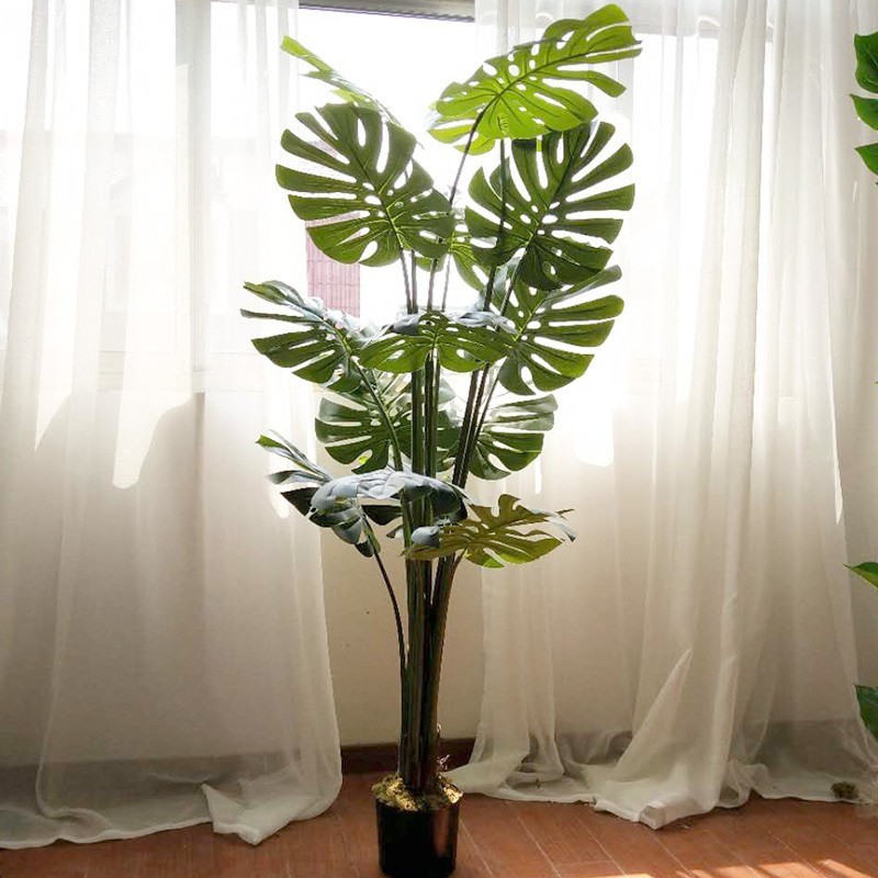Cây trầu bà lá xẻ (Monstera) kích thước 1m6