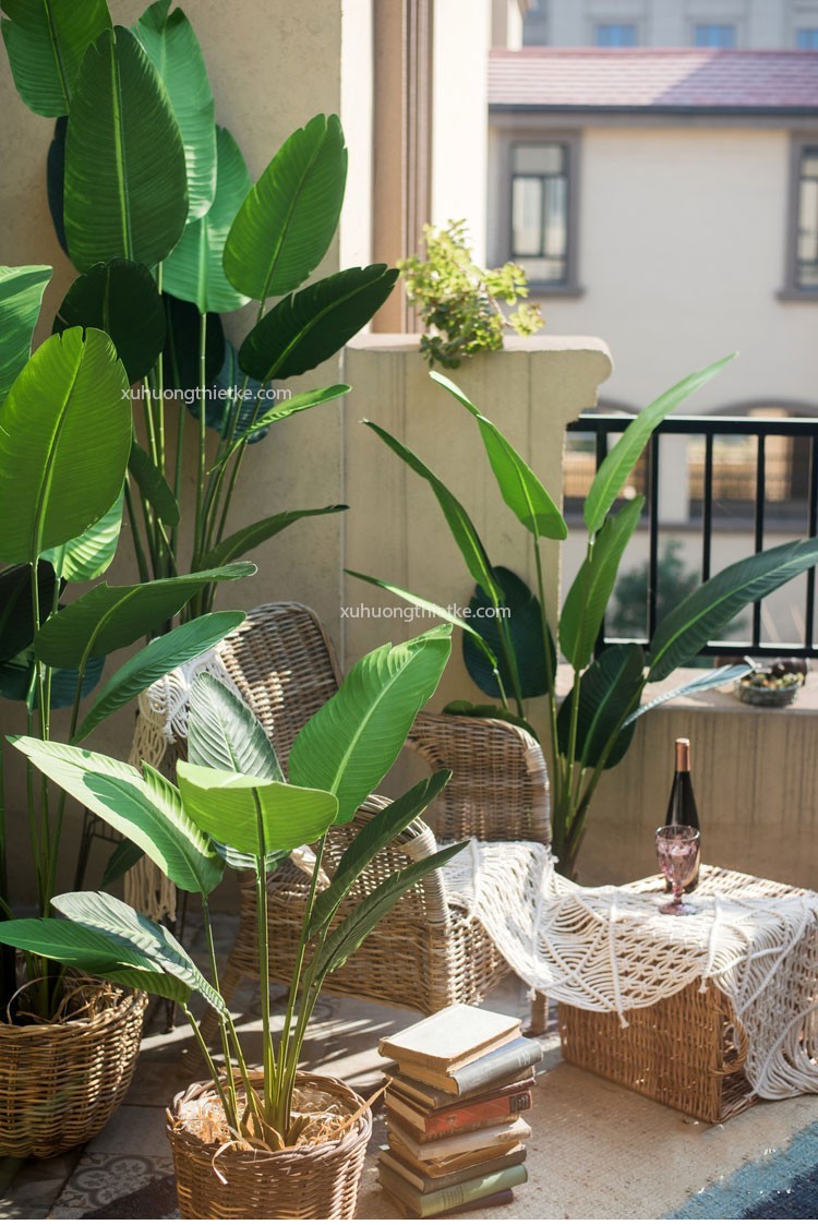 Trang trí cây chuối Singapore trong nhà