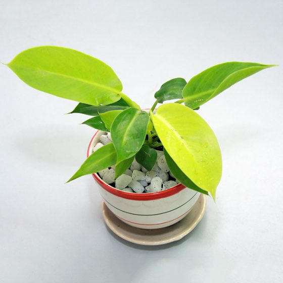 Cây trầu bà đế vương