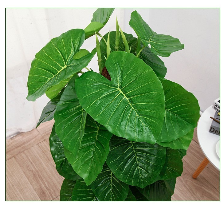 Tán lá của cây trầu bà được phân rõ viền nét và có màu xanh giống với các cây trầu bà thật