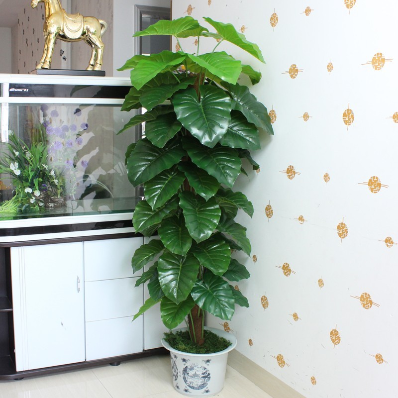 Cây trầu bà leo cột trong trang trí nội thất gia đình