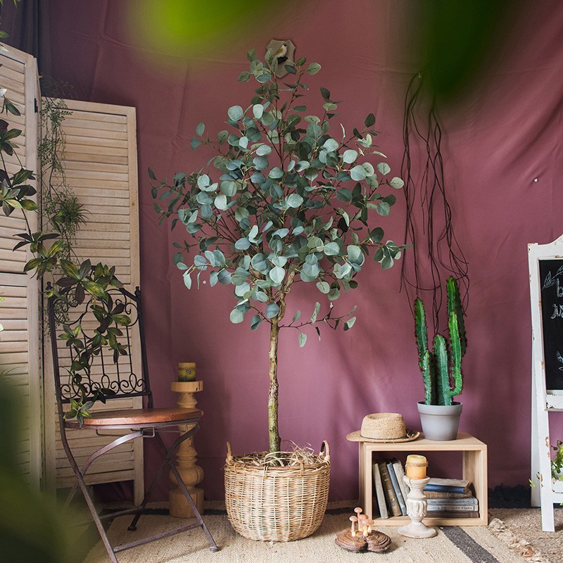 Vẻ đẹp của cây bạch đàn lá tròn trong trang trí nội thất