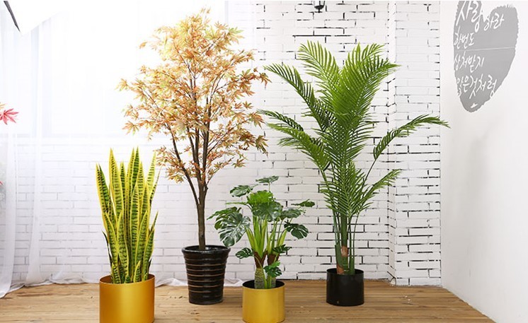 Cây lưỡi hổ là loài cây được dùng nhiều trong trang trí nội thất vì nó mang đến tài lộc và may mắn