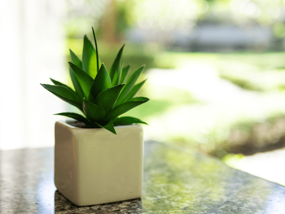 Cây lưỡi mèo với lá nhỏ hơn cây lưỡi cọp