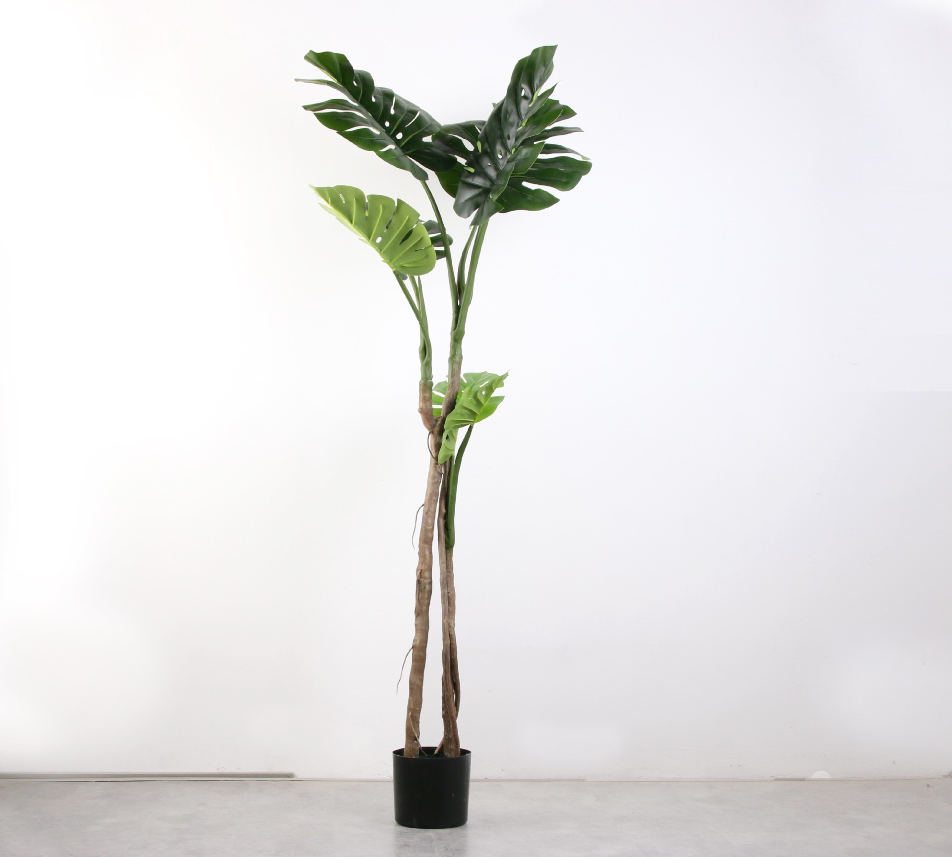 Cây Monstera nhiệt đới