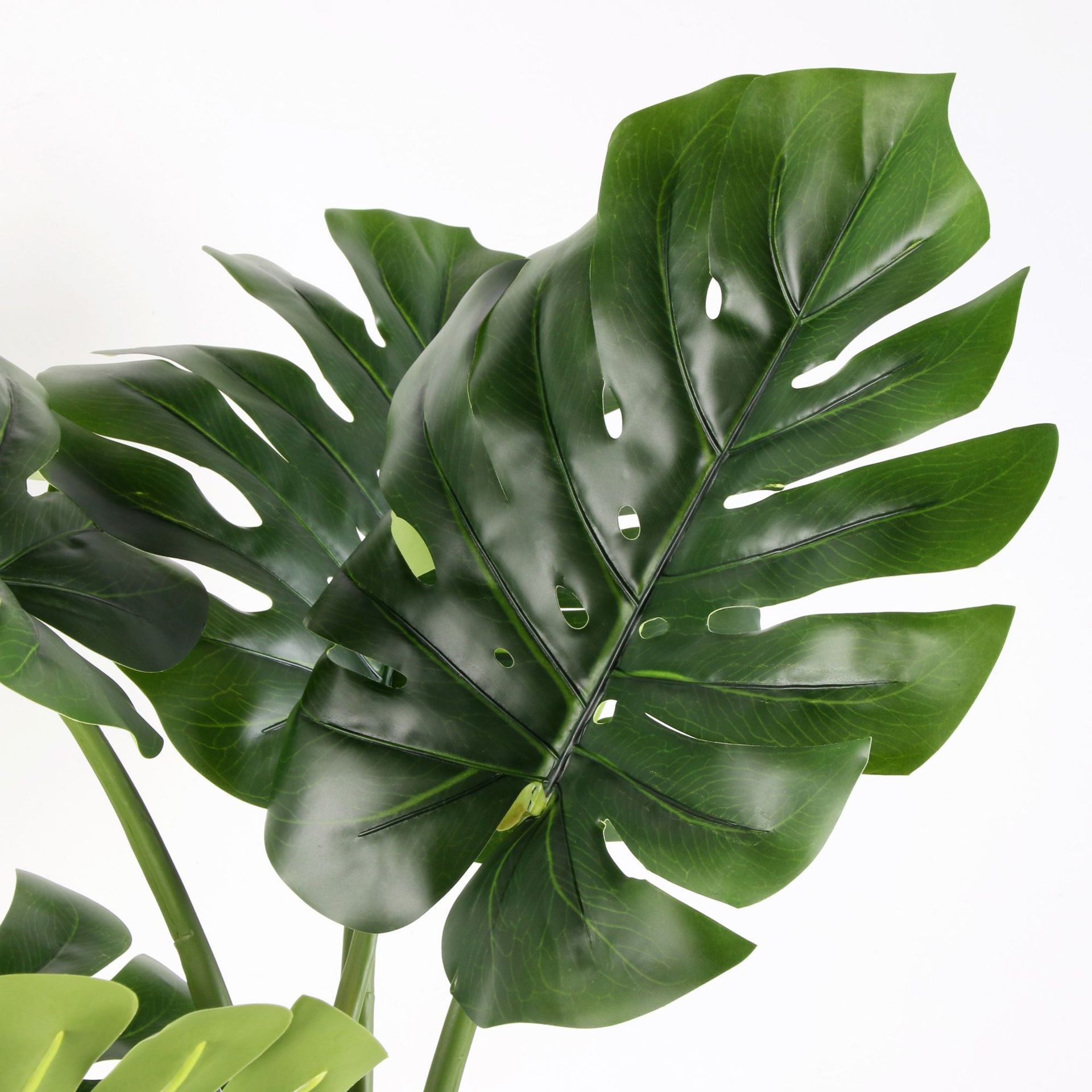 Tán lá của cây Monstera