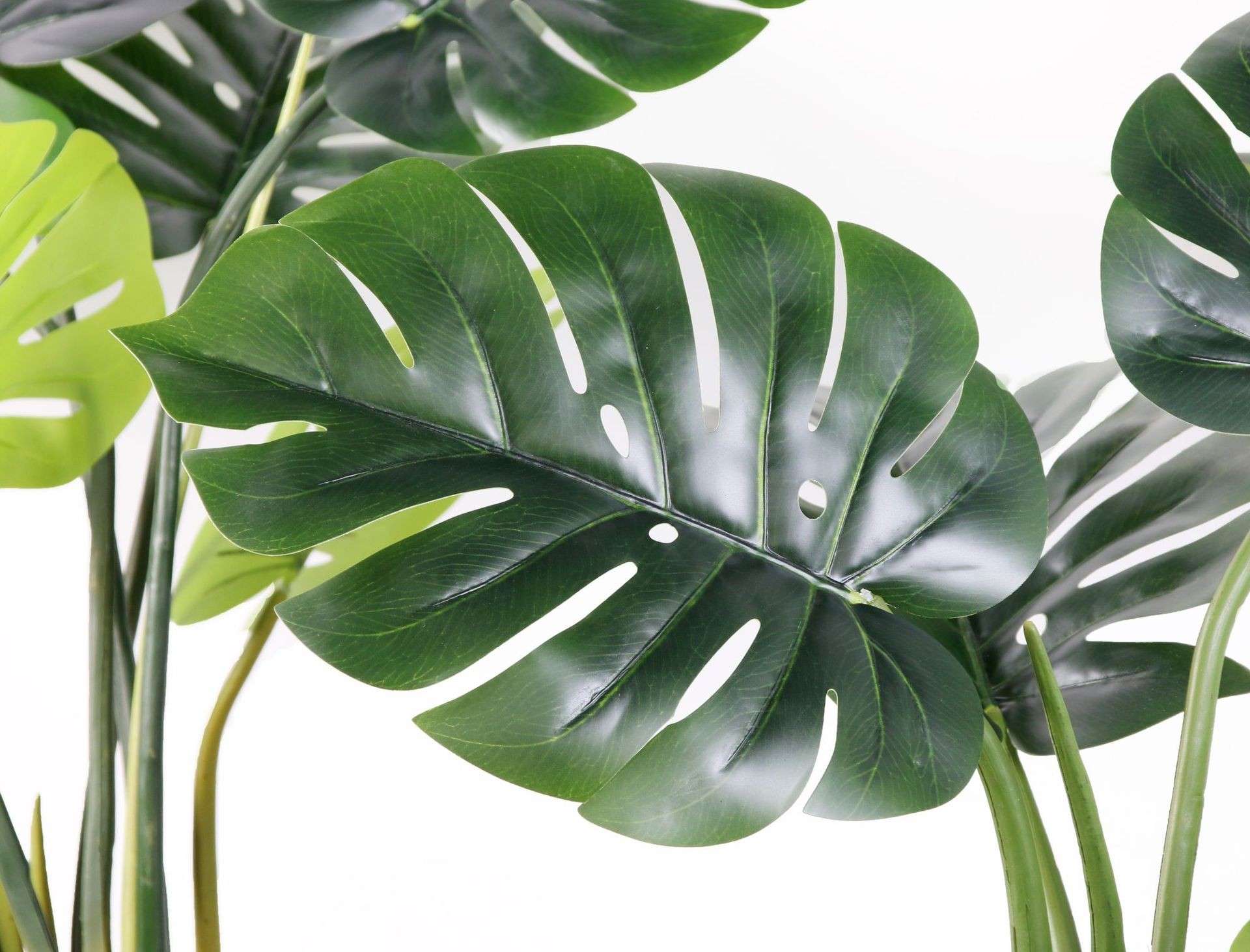 Lá của cây Monstera nhiệt đới