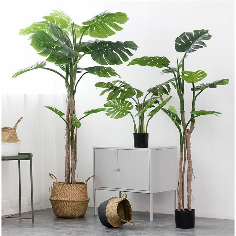 Cây monstera nhiệt đới với hình dáng mạnh mẽ