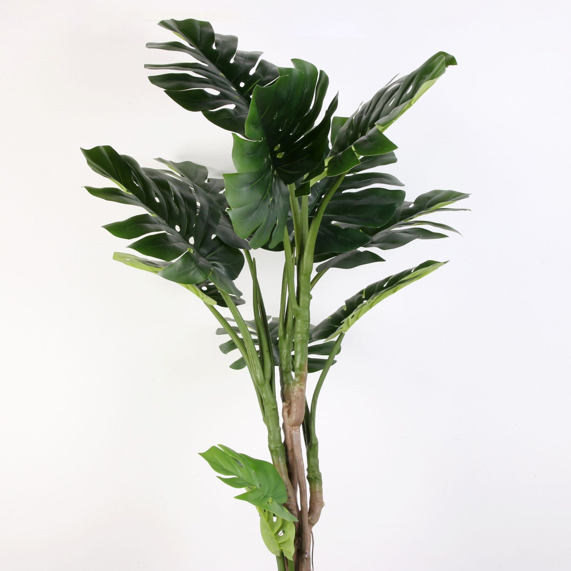 Điểm nhấn của cây Monstera nhiệt đới nằm ở phần tán lá phía trên và phần thân cây