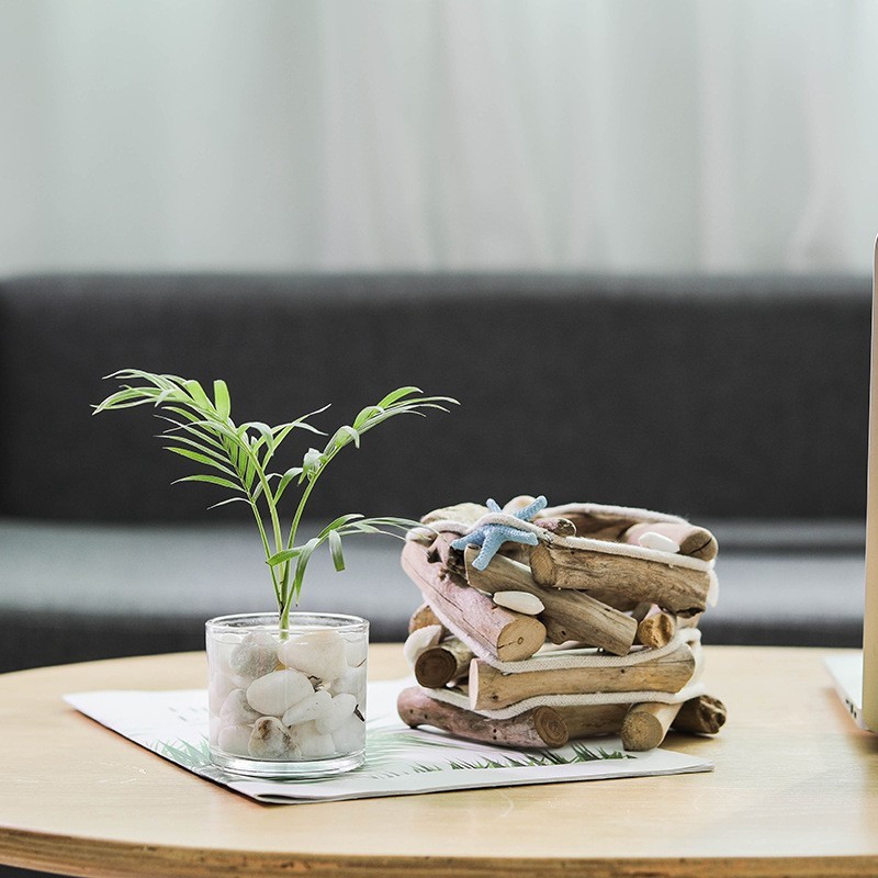 Chậu cây, hoa gỗ để bàn sao biển