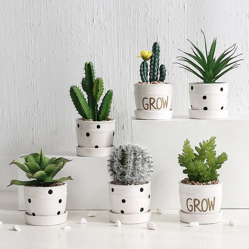 Chậu cây cảnh để bàn Grow với nhiều mẫu cây cảnh khác nhau