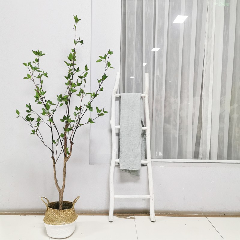 Ảnh feedback cây khuynh diệp giả đẹp như thật