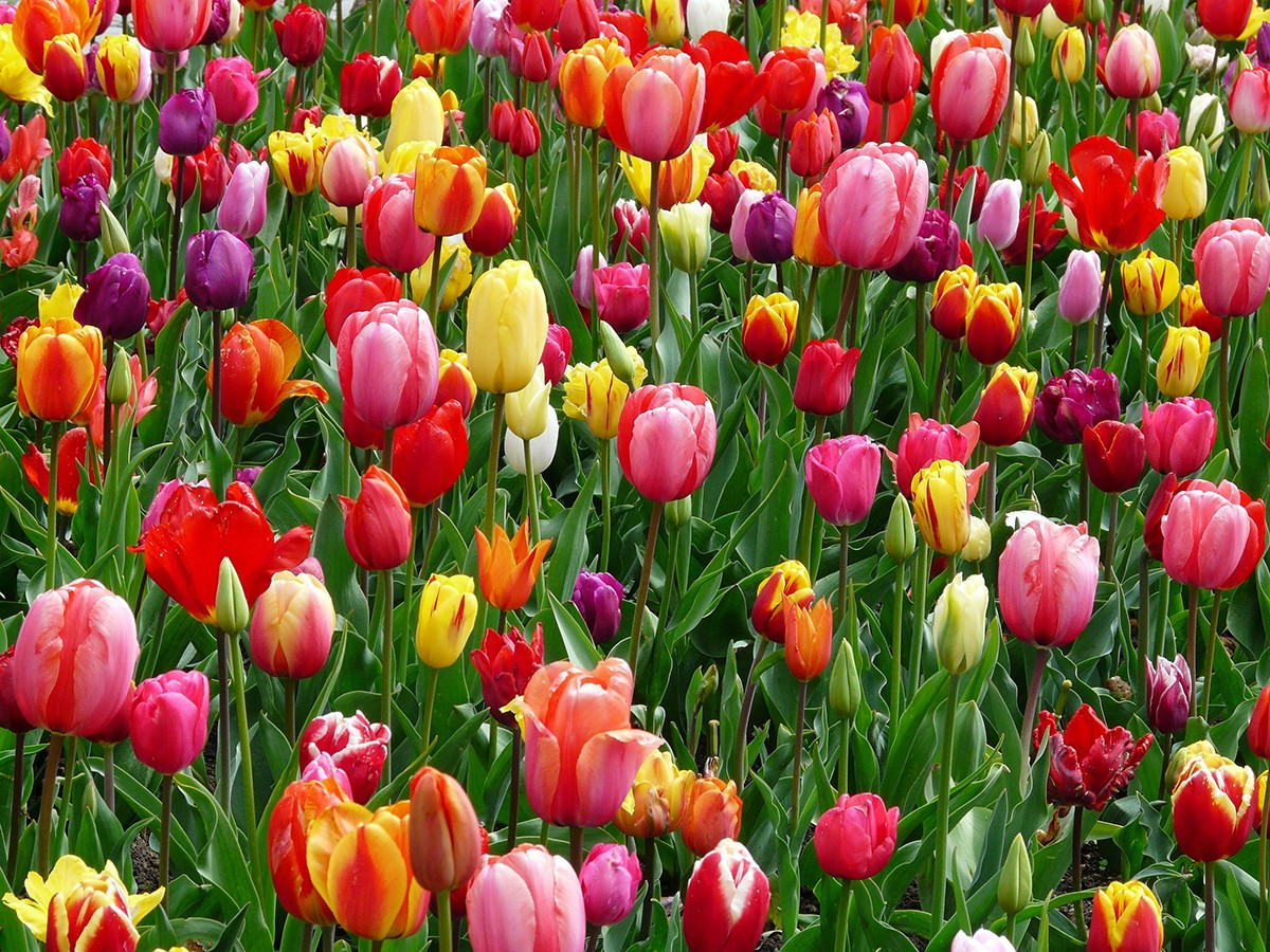 Hoa Tulip