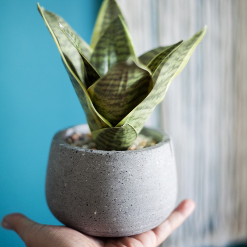 Cây lưỡi hổ mini để bàn