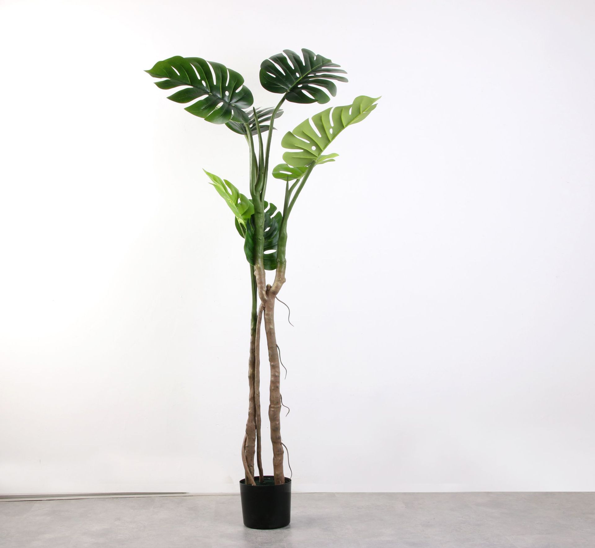 Cây Monstera nhiệt đới