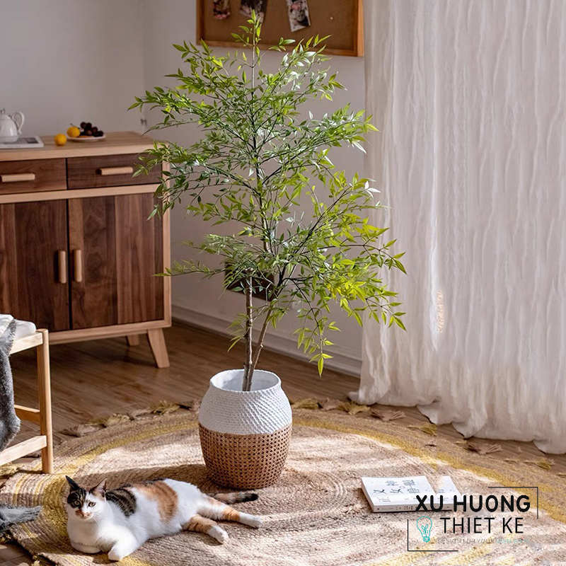 Cây Nam Thiên Trúc giả