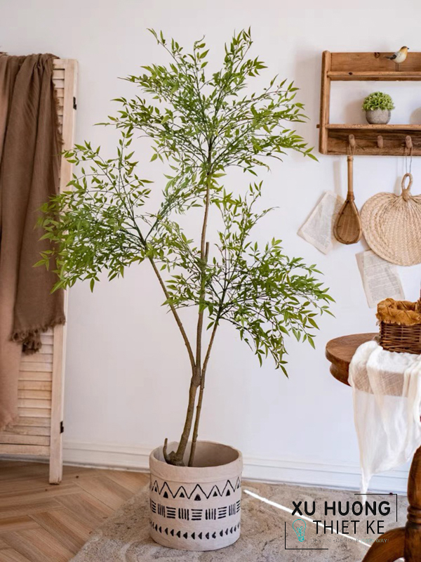 Cây Nam Thiên Trúc giả