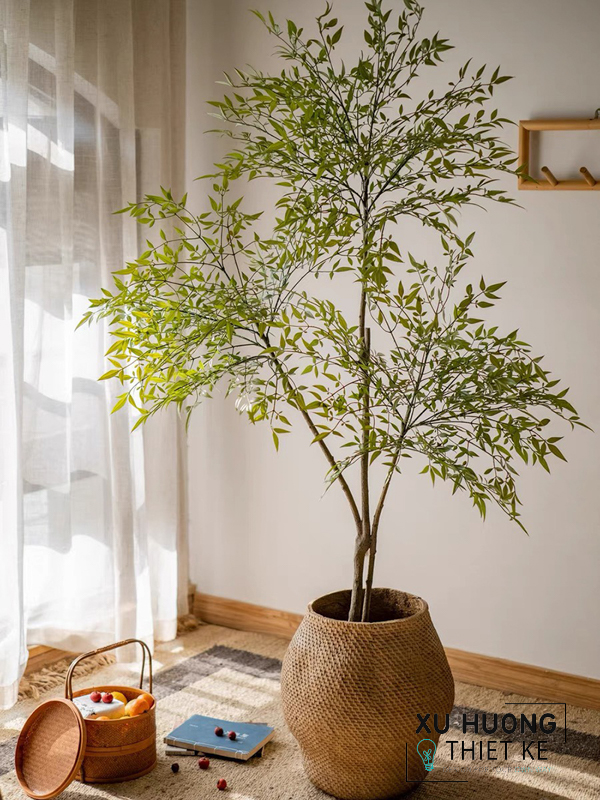 Cây Nam Thiên Trúc giả