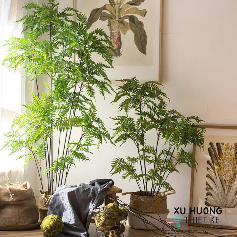 Cây Dương xỉ thủy sinh giả