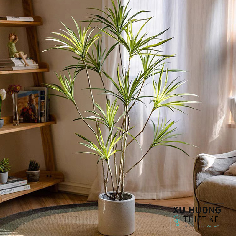 Cây Phất Dụ rồng