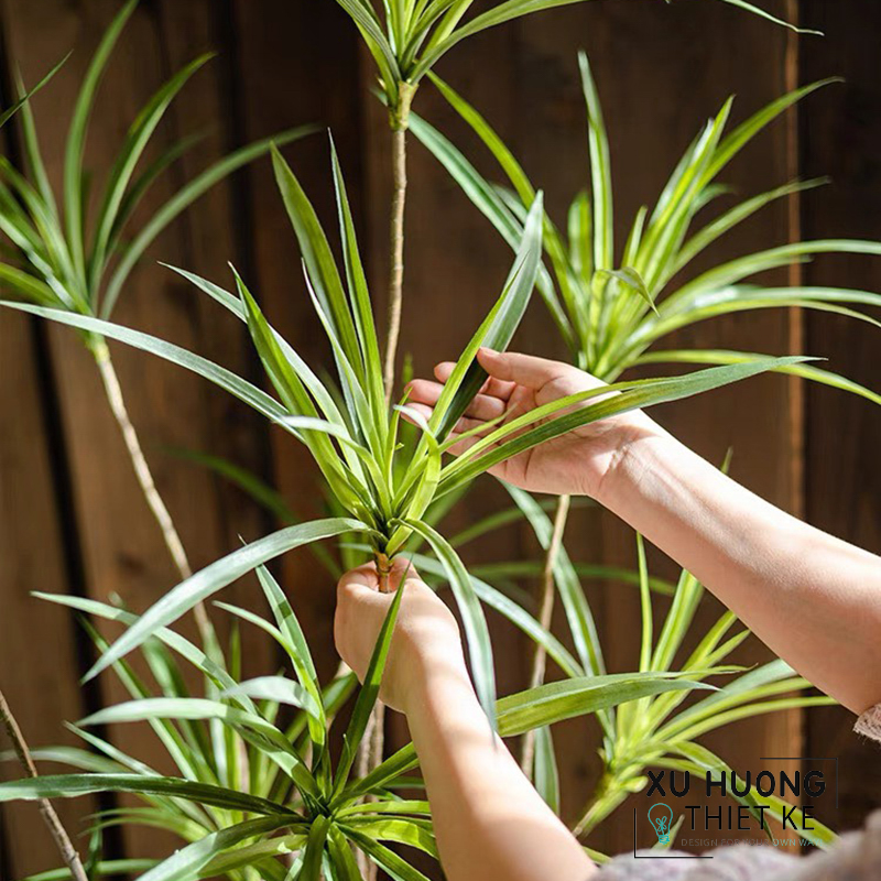 Cây Phất Dụ rồng