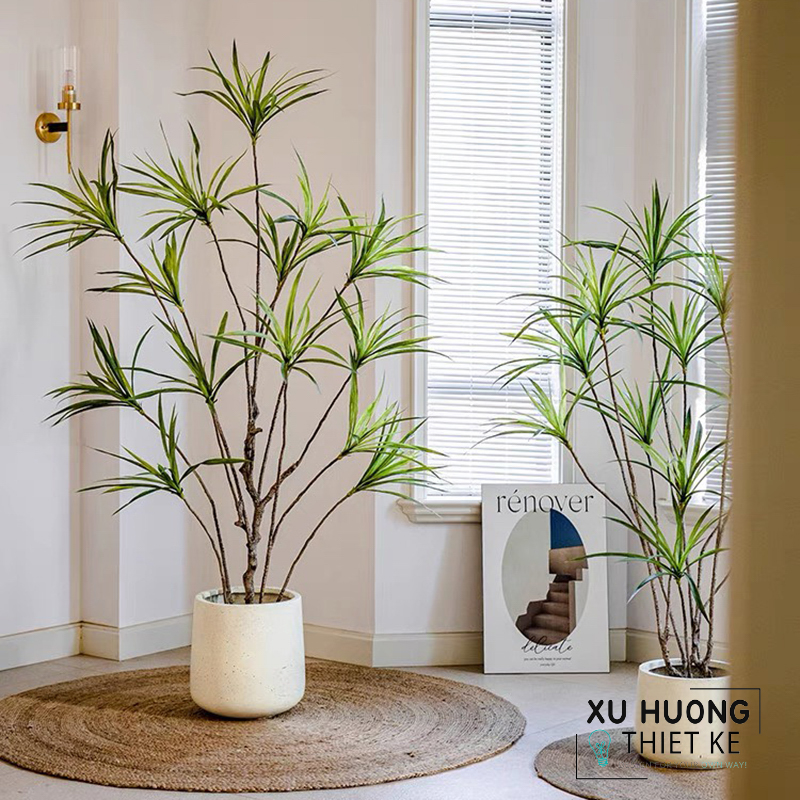 Cây Phất Dụ rồng