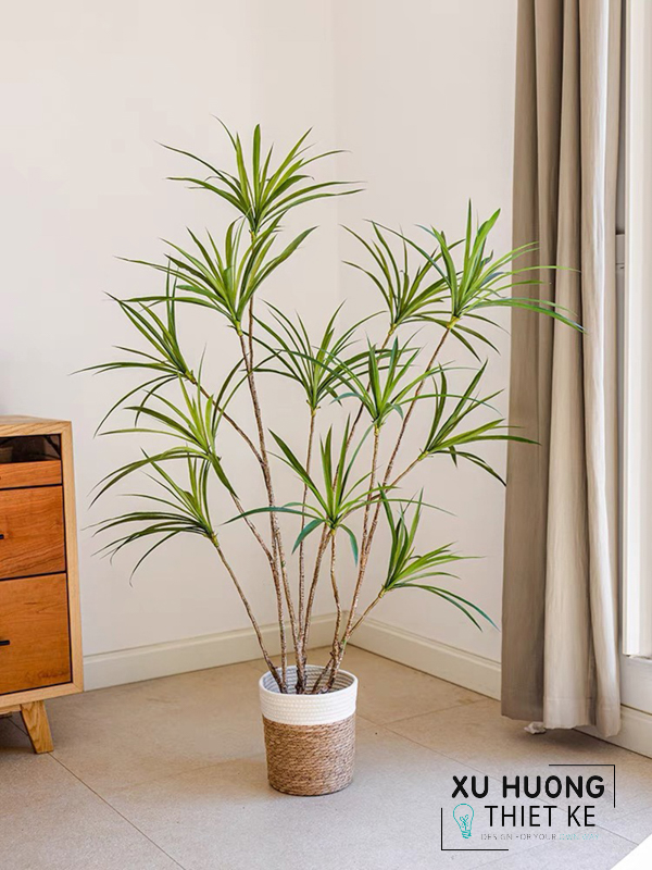 Cây Phất Dụ rồng