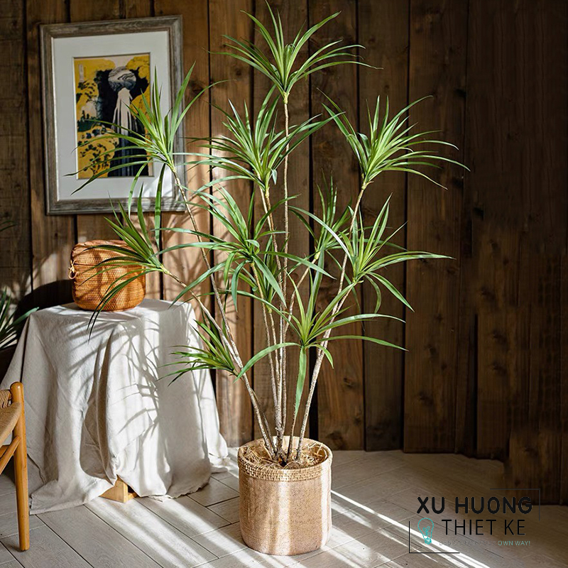 Cây Phất Dụ rồng