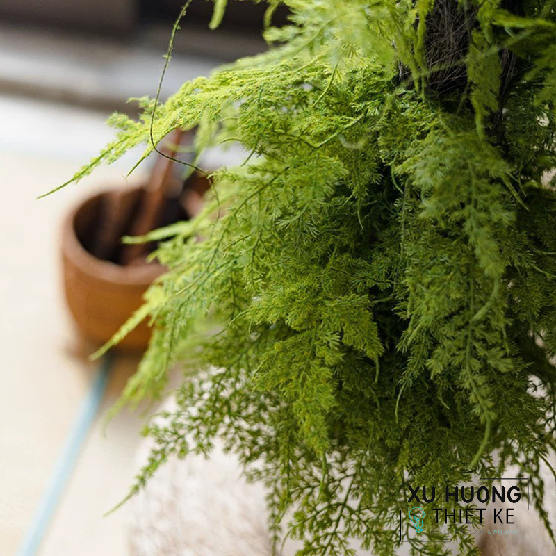 Cây bách xanh giả