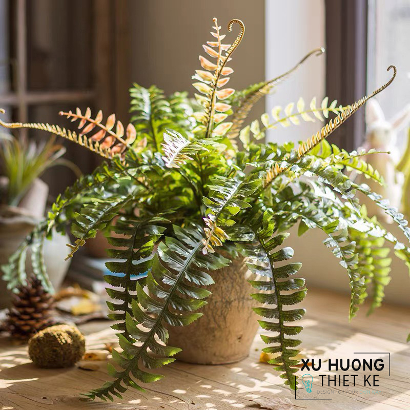 Cây dương xỉ lá me giả