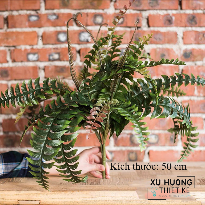 Cây dương xỉ lá me giả