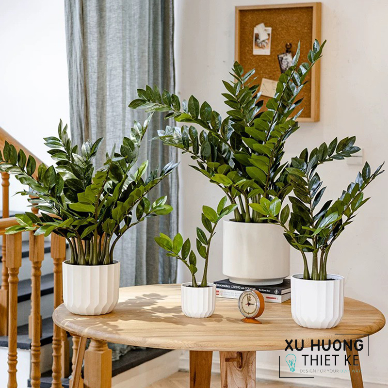 Cây Kim Tiền giả