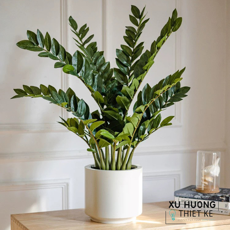 Cây kim tiền giả