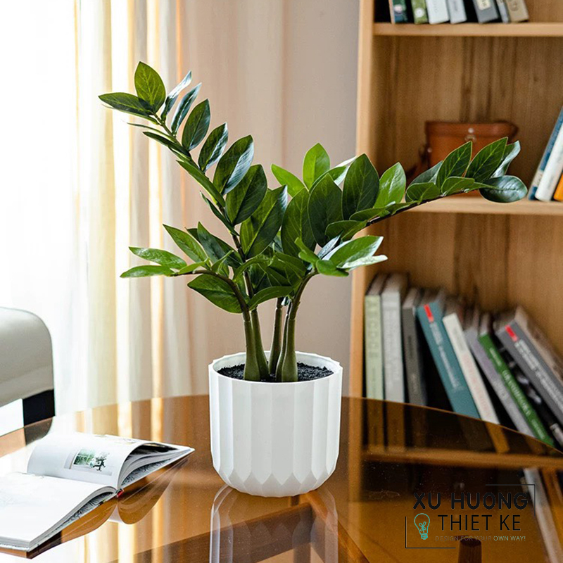 Cây kim tiền giả