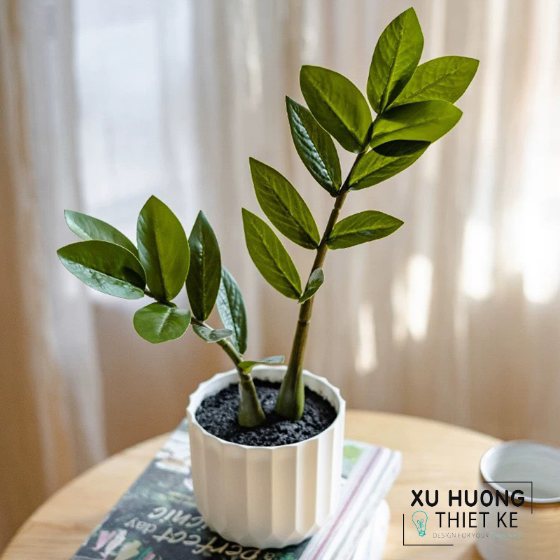 Cây kim tiền giả