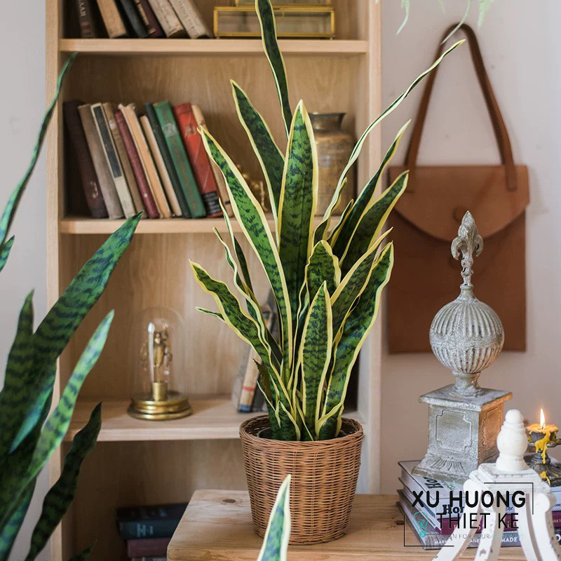 Cây lưỡi hổ giả