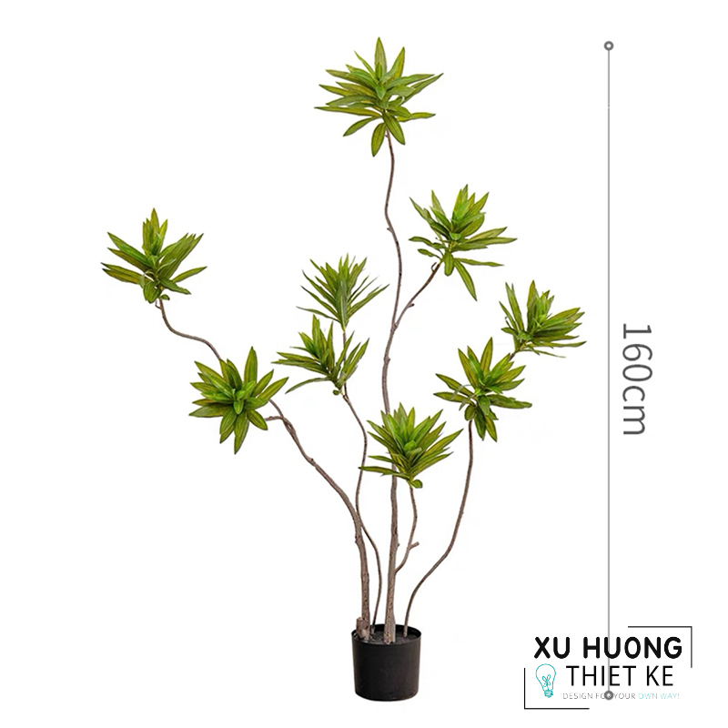 Cây Thủy Trúc giả