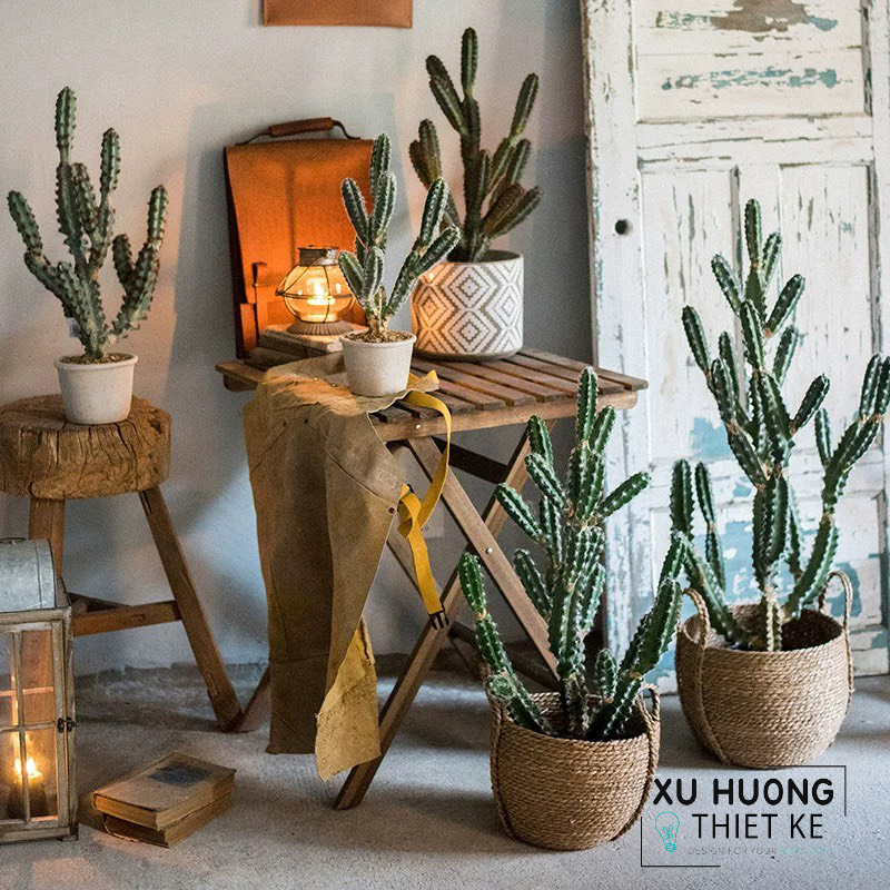 Cây xương rồng giả trang trí quán cafe