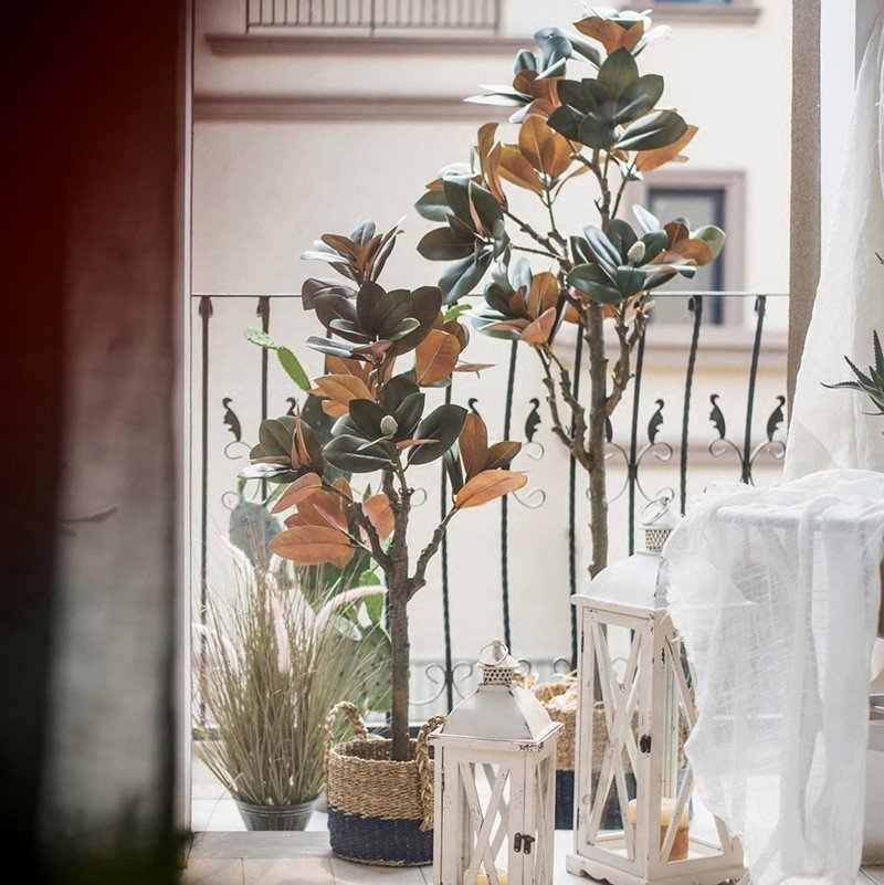 Cây đa búp đỏ giả