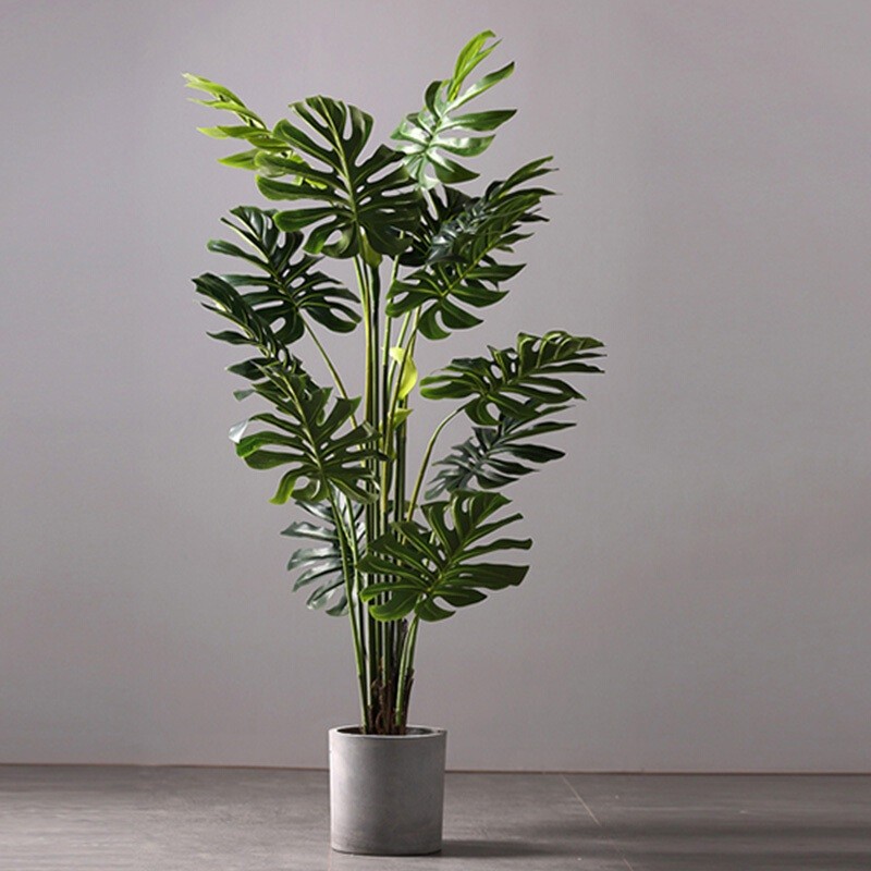 Cây Monstera Tropical trang trí phòng khách cao cấp
