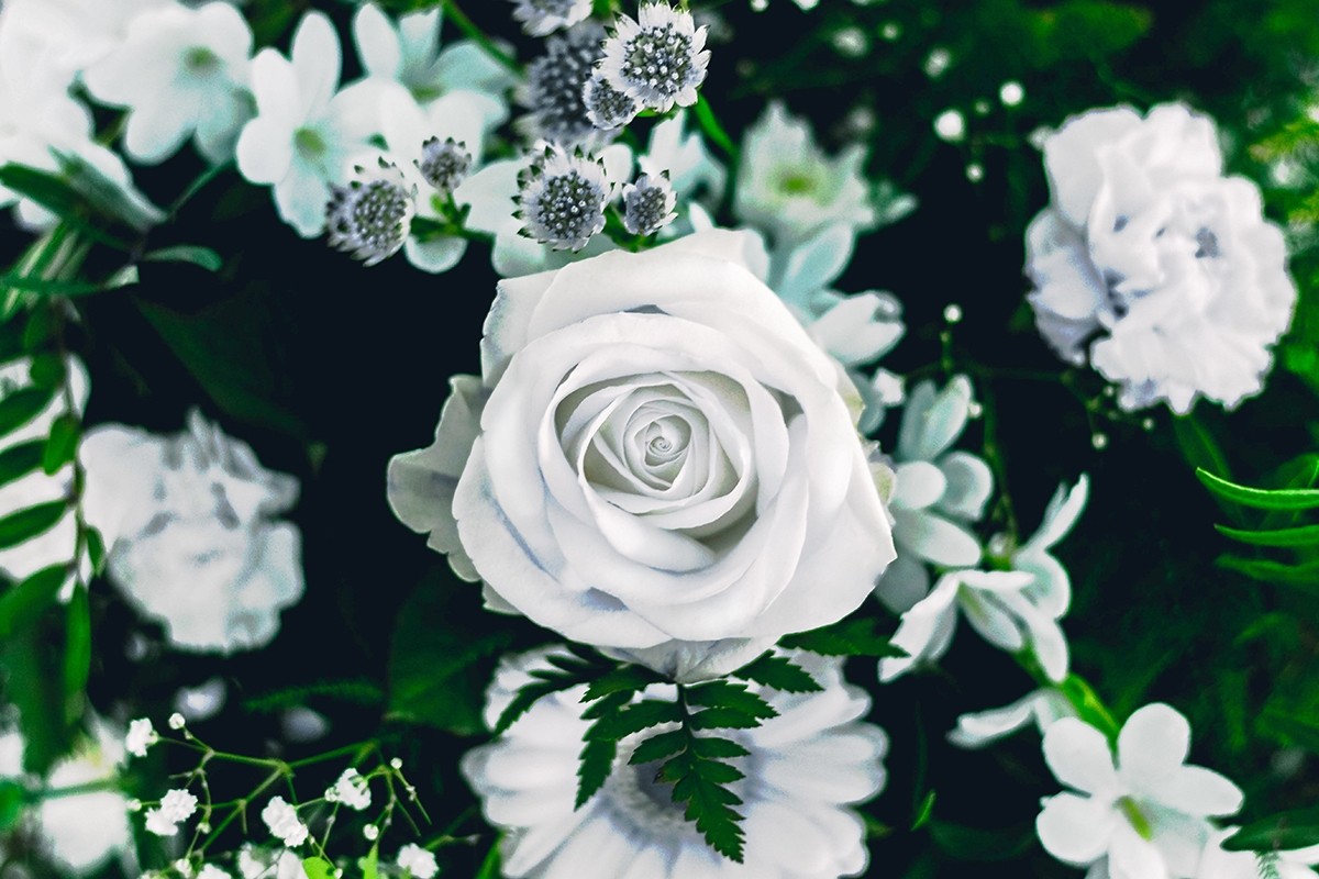 Hoa hồng trắng kiêu sa