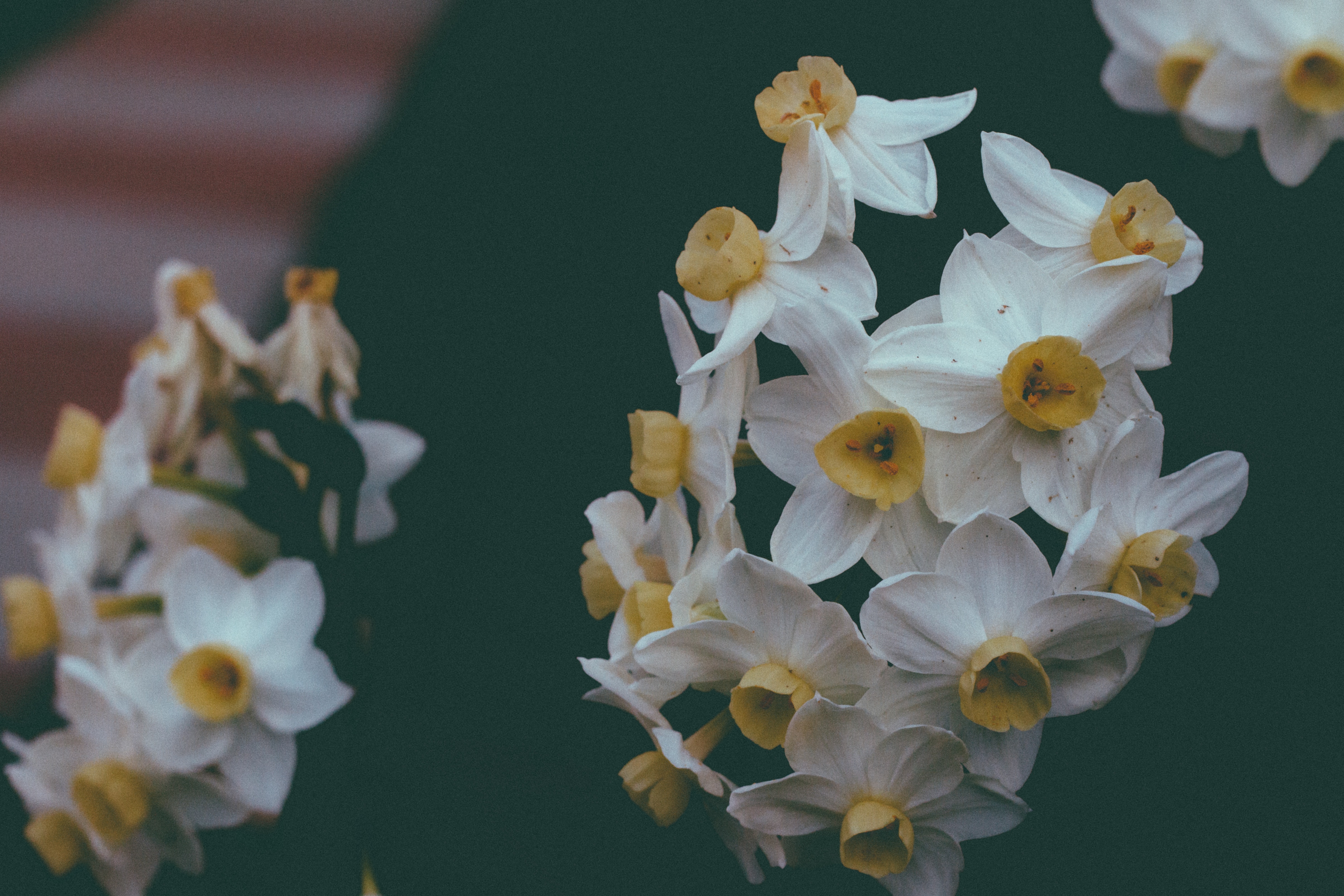 Hoa thủy tiên trắng
