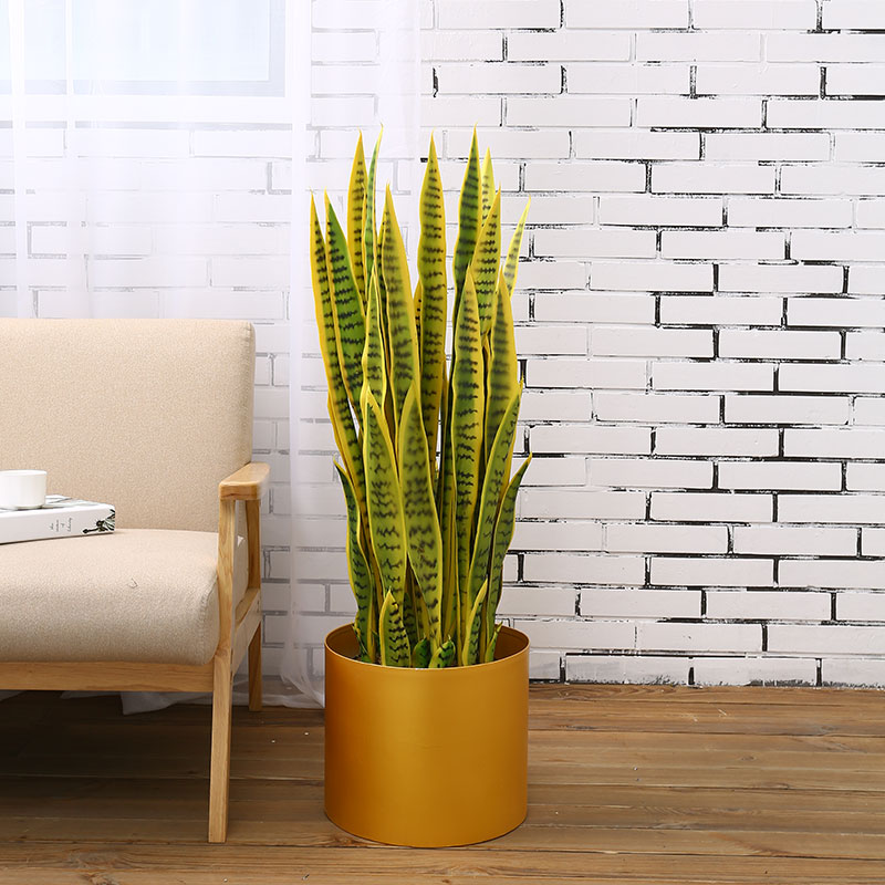 Cây lưỡi hổ giả