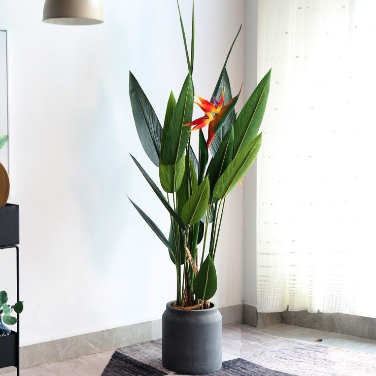 Cây chuối mỏ két